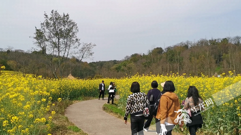 Cole flowers in full bloom color Guangyang Island.