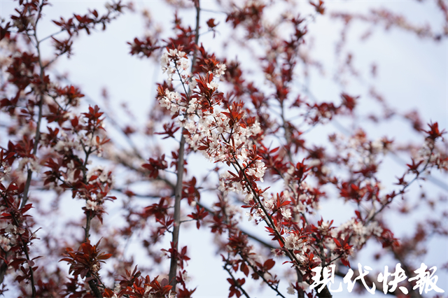 春花何时最绚烂？这份“赏花图鉴”请收好1