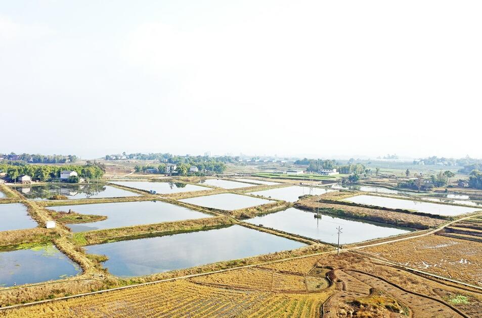 龙市镇钵耳村稻渔综合种养基地。通讯员 柳红 摄