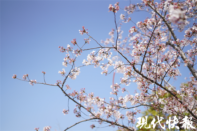 春花何时最绚烂？这份“赏花图鉴”请收好2