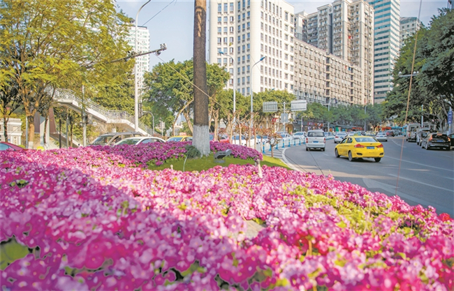 Flowers in full bloom along Zhongshan Fourth Road with Thick Spring Flavor. (Photographed by Wang Huan)