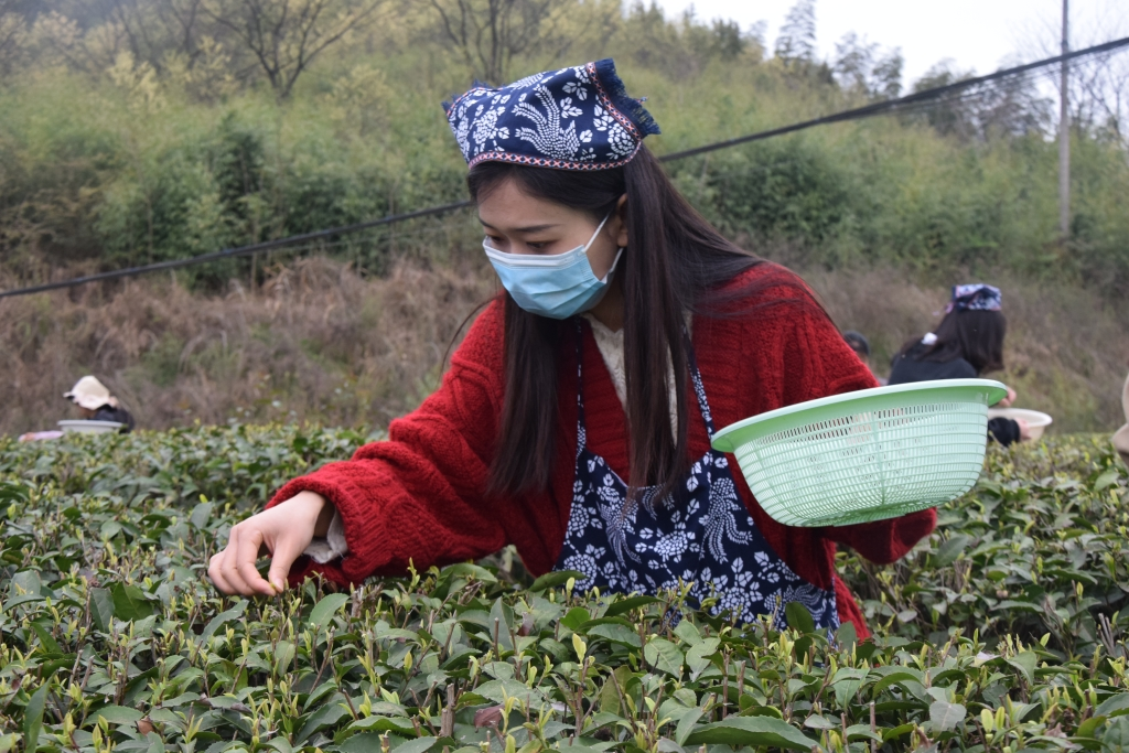 The teachers and students are picking tea. (Picture provided by the interviewee)