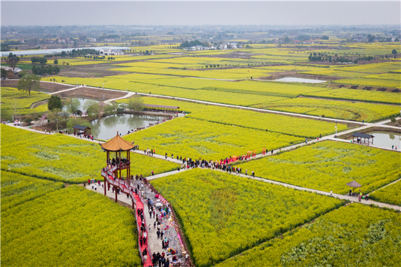 油菜花节核心景区（无人机照片）。新华社记者 伍志尊 摄