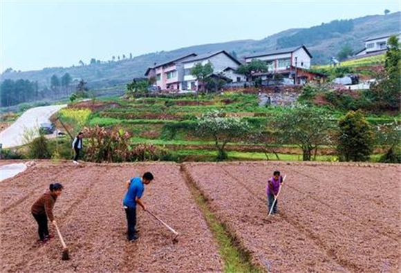 村民们正在培土。记者 刘琦 摄