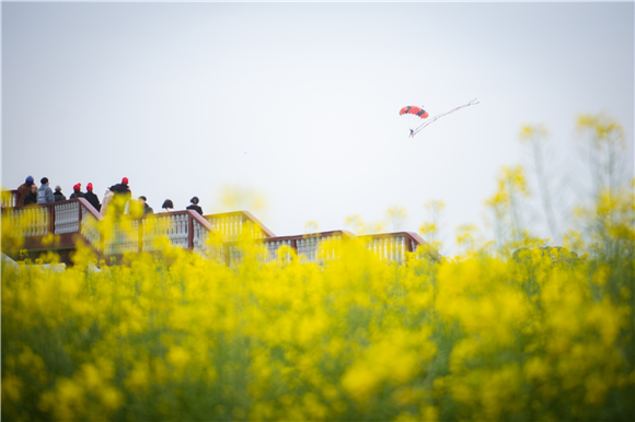 游客在油菜花节核心景区观看跳伞表演。新华社记者 伍志尊 摄