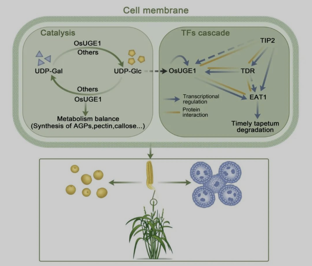 OsUGE1作为UDP-葡萄糖差向异构酶， 兼职转录激活功能参与了水稻绒毡层降解。受访单位供图