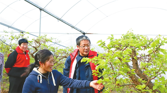 科技特派员（右一）为村民介绍果树养护技巧。记者 裴梓臣 摄