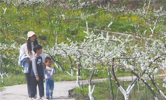 市民在鹞子村李子种植基地踏青赏花。记者 谌永恒 摄