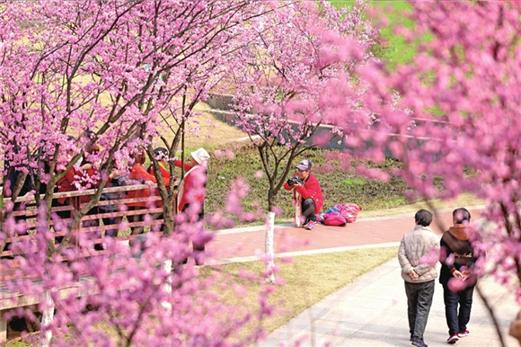 市民在沐仙湖公园游玩赏花。记者 朱云卿 摄