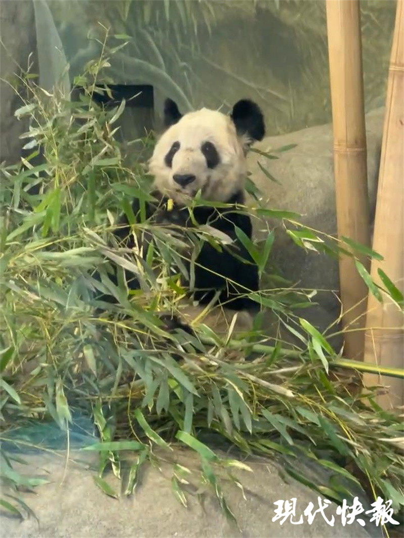 当地华人接力守护:我们就想让丫丫在回国前能吃饱!3