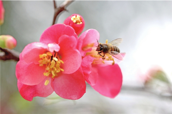 花儿朵朵开，蜜蜂采蜜忙。记者 朱云卿 摄
