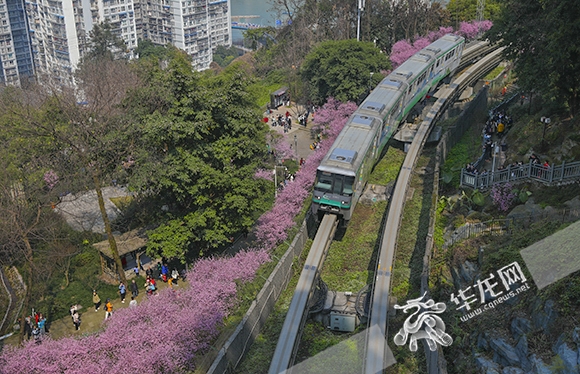 A rail transit train is driving through a sea of flowers in Fotuguan Park, Yuzhong District. 