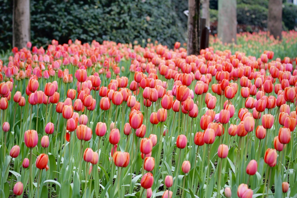 The beautiful tulips at Chongqing Zoo are in full bloom. (Photo provided by Chongqing Zoo)