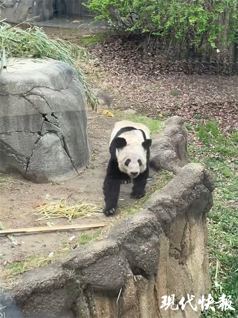 当地华人接力守护:我们就想让丫丫在回国前能吃饱!6