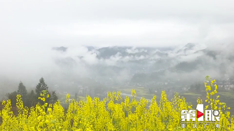 黔江:山涧云雾伴春花1
