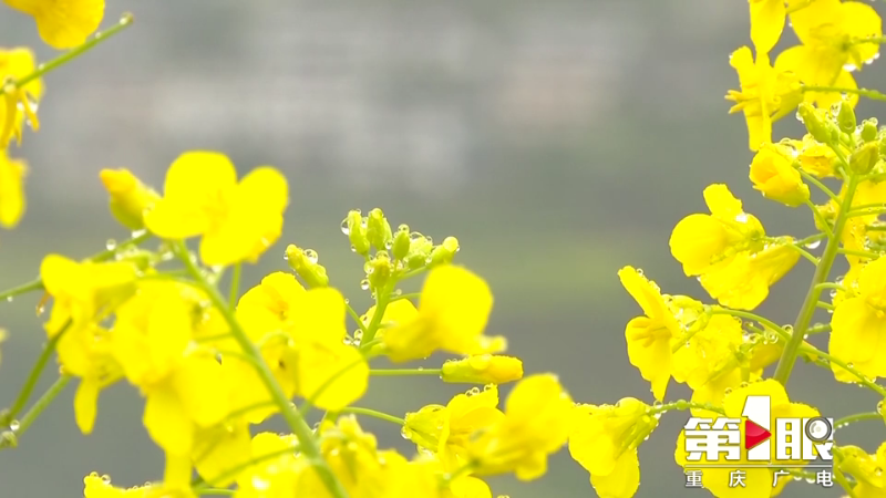 黔江:山涧云雾伴春花3