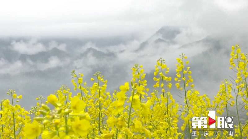 黔江:山涧云雾伴春花5