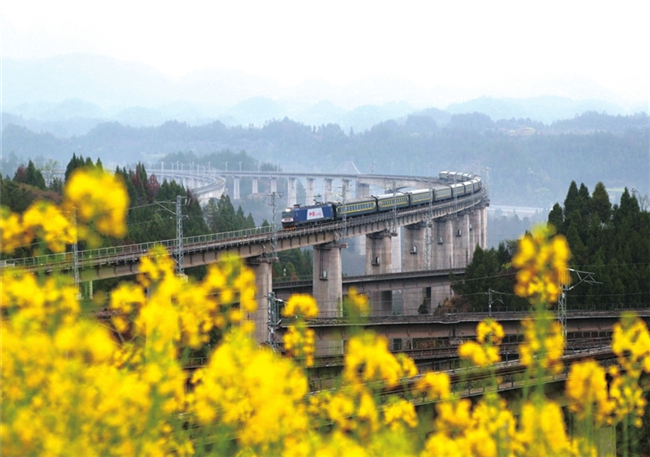一辆列车行驶在油菜花掩映的桥上。武陵都市报记者 杨敏 摄
