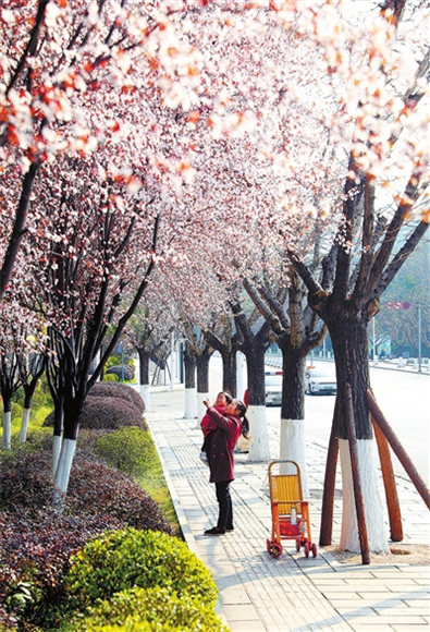 4近日，双桂街道桂东路，市民在观赏娇艳的红叶李花。记者 向成国 摄