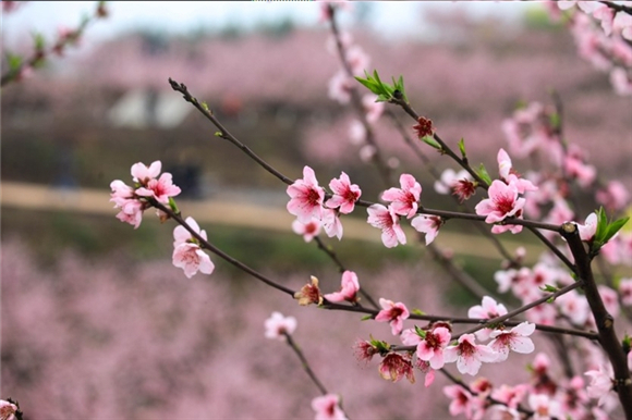 3阳春三月，桃花朵朵开。记者 胡瑾 摄