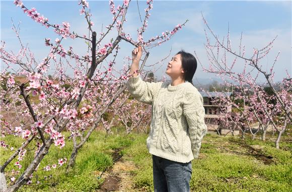 南沱镇桃花盛开。记者 黄河 摄