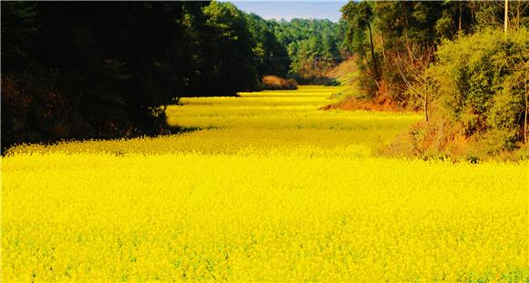 3青羊镇油菜花开放。记者 黄河 摄