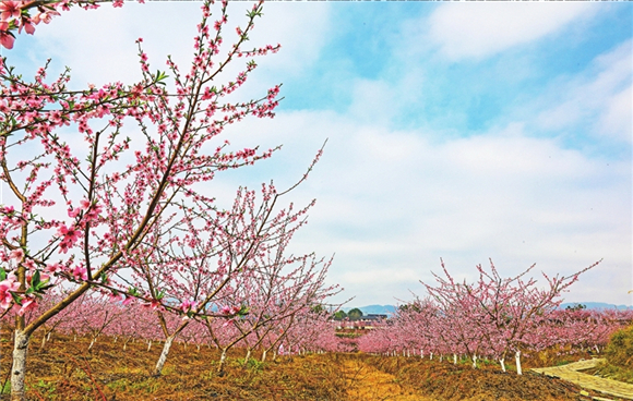 1     400余亩桃树花开正艳。记者 胡瑾 摄