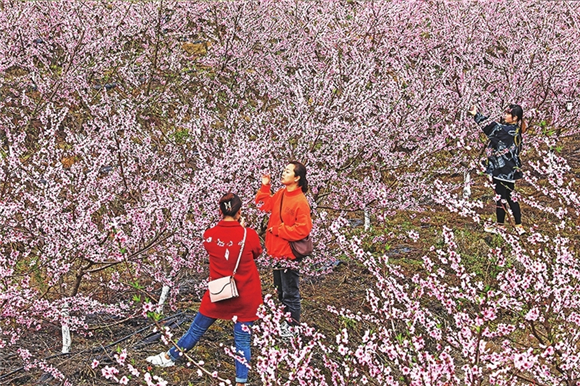 2游客在桃花林中打卡拍照。记者 胡瑾 摄