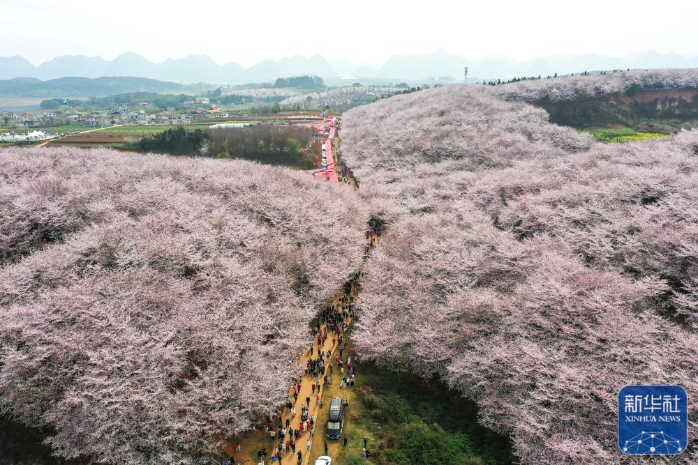 貴州:萬畝櫻花 春日綻放6