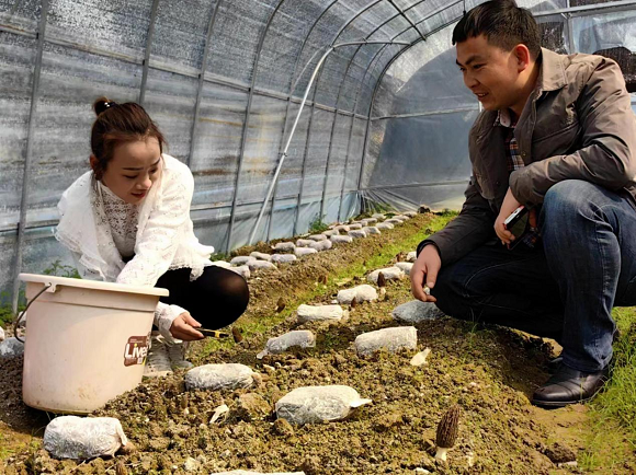 村民在产业基地采摘羊肚菌。秀山县委组织部供图 华龙网发