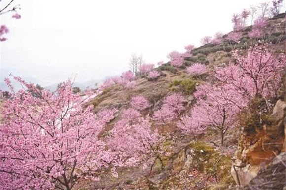猫山樱博园樱花盛开。记者 王茜 摄