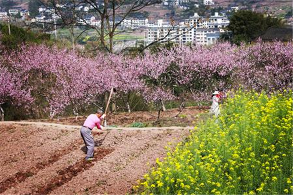 东溪镇永乐村，村民在鲜花盛开的田间忙碌。袁其模 摄