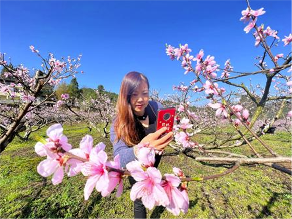 近日，安稳镇麻沟村鹰嘴桃基地，游客在桃花丛拍照留影。记者 成蓉 摄