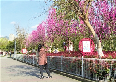 市民正在赏花。记者 陈静 汪路 摄