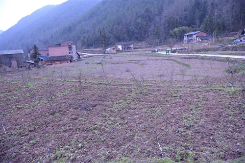 旗峰村翻耕土地后的辣椒基地。特约通讯员 隆太良 摄
