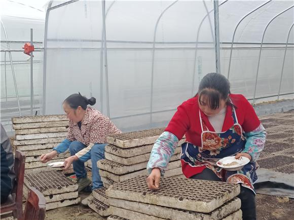 村民正在播种西红柿。通讯员  余川 摄
