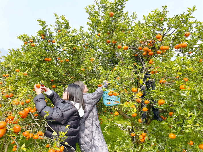 游客采摘“三月红”柑橘。记者-夏荣伟-摄
