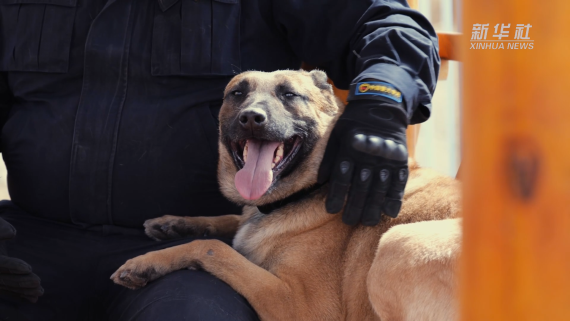 功勋犬来啦 | 全能警犬黑豹