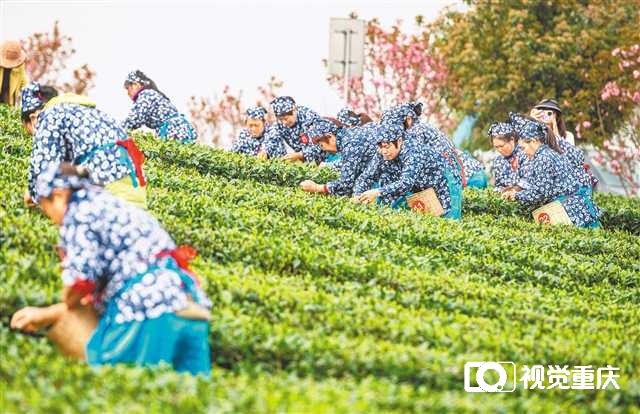 川渝合作泸永江产业带举行采茶大赛