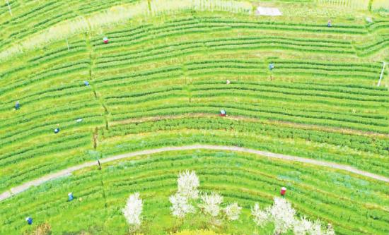 福田镇双凤村村民在采摘茶叶。记者 卢先庆 摄