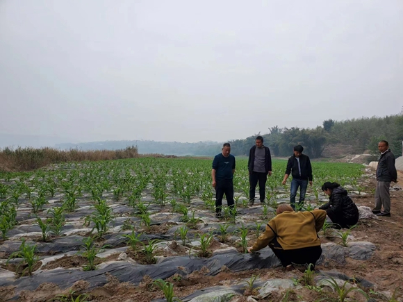 农技人员指导玉米育秧 江津区白沙镇供图 华龙网发