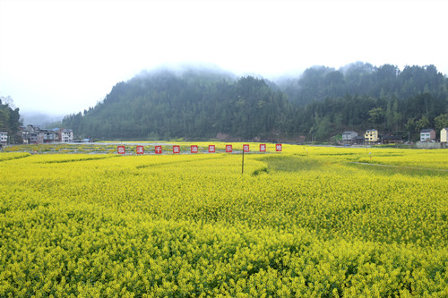 临溪镇千亩油菜基地美景。特约通讯员 隆太良 摄