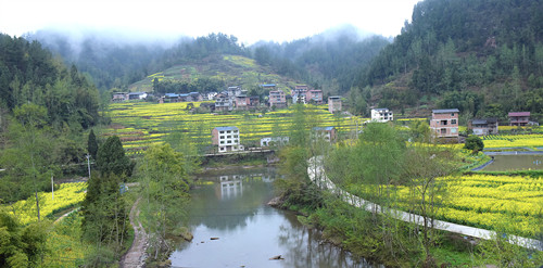 临溪镇千亩油菜基地美景。特约通讯员 隆太良  摄