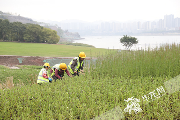 工人正在进行绿化工程施工。华龙网-新重庆客户端 首席记者 李文科 摄