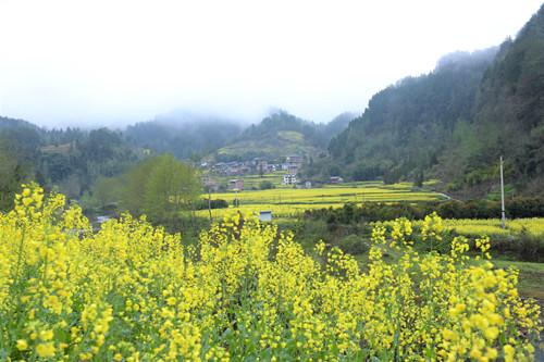 临溪镇千亩油菜基地。特约通讯员 隆太良 摄