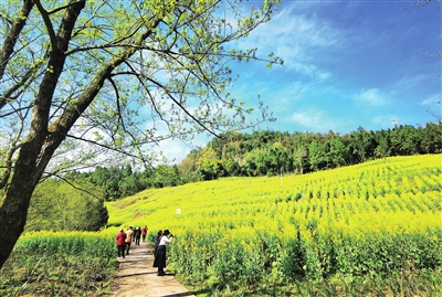 4复平镇大龙村，游客在油菜花里拍照打卡。记者 向泓羽 摄