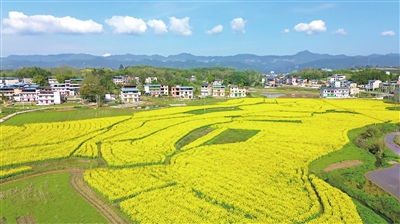 屏锦镇横梁村，金黄的油菜花开得正好。记者 周光辉 摄