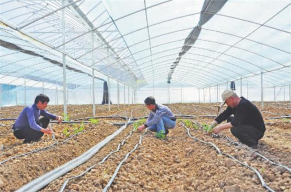 村民们忙着移栽蔬菜苗。记者 肖乔 方丹文 供图