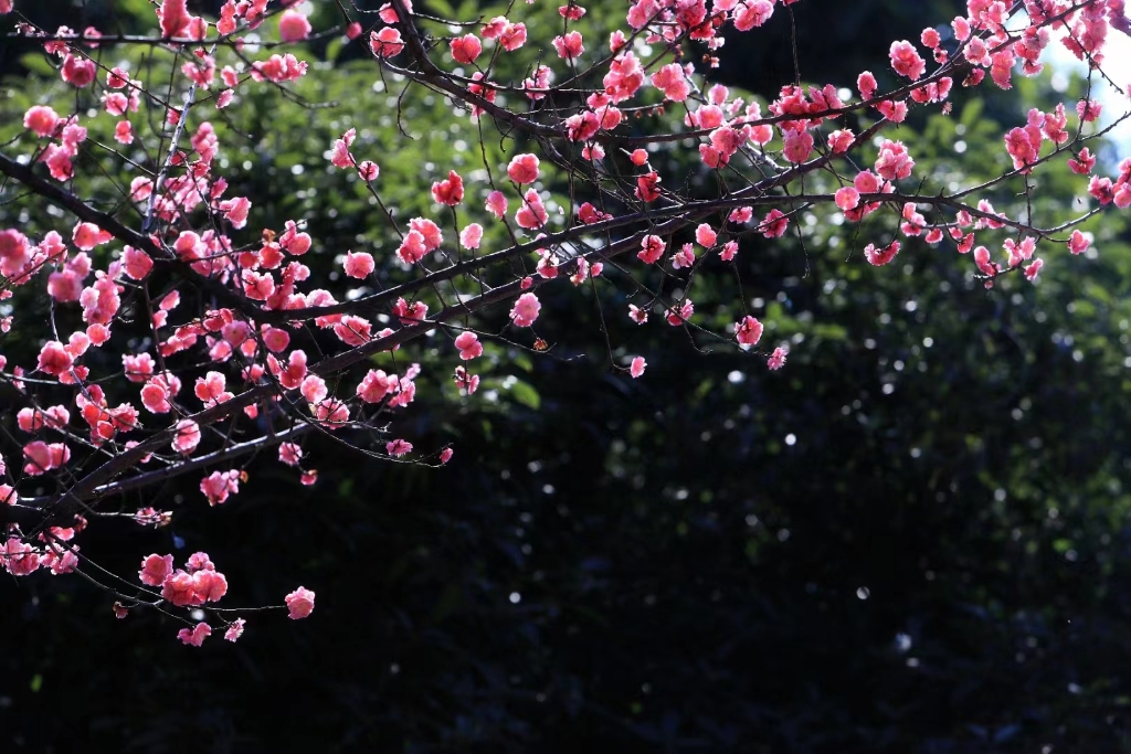 Enjoying flowers by taking the most “beautiful” bus. (Picture provided by the interviewee)