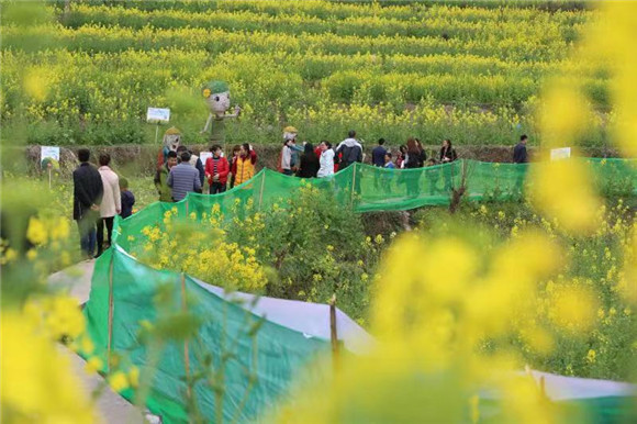 游客在油菜花田游玩。武隆区委宣传部供图 华龙网发
